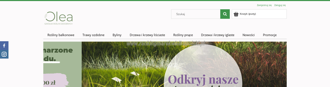 olea-szkolka-roslin-ozdobnych-justyna-niemiec